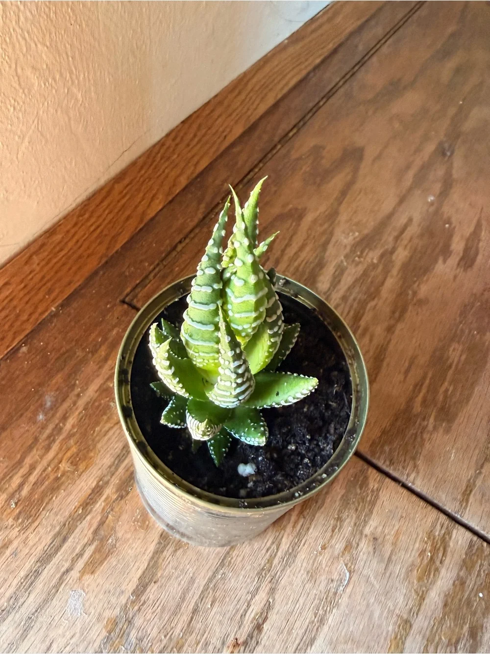 N/A vibrant green